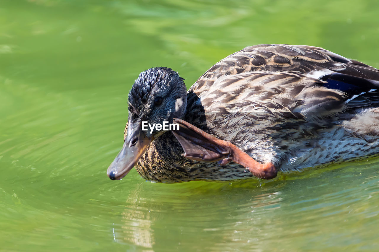 CLOSE-UP OF MALLARD DUCK ON LAKE