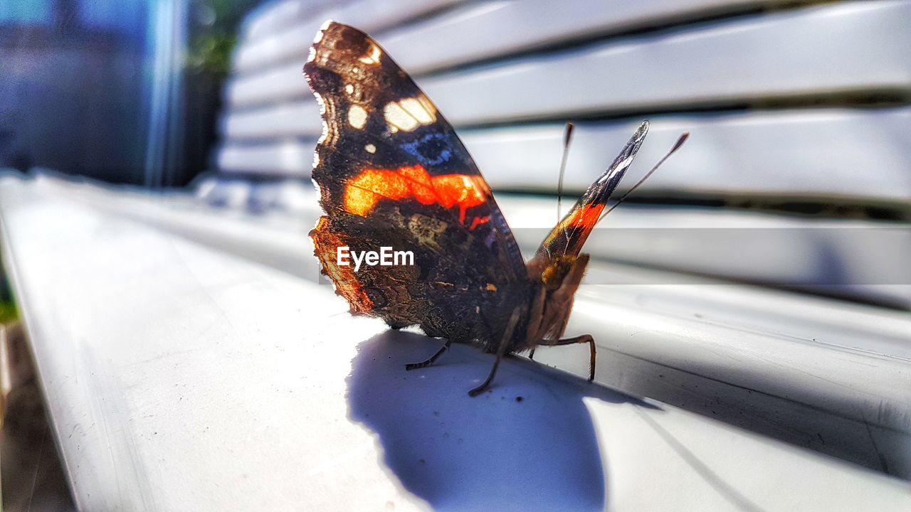 CLOSE-UP OF BUTTERFLIES