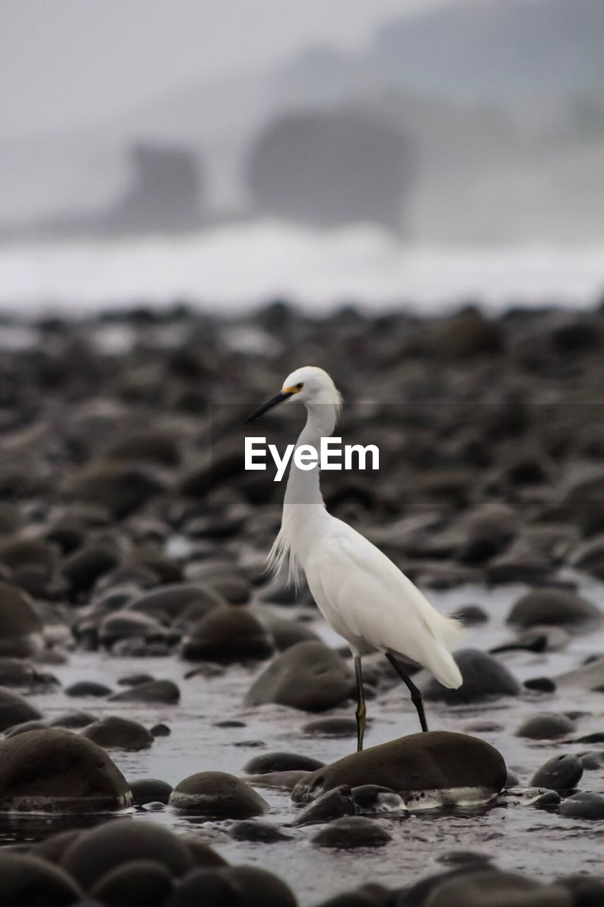 CLOSE-UP OF BIRD ON BEACH