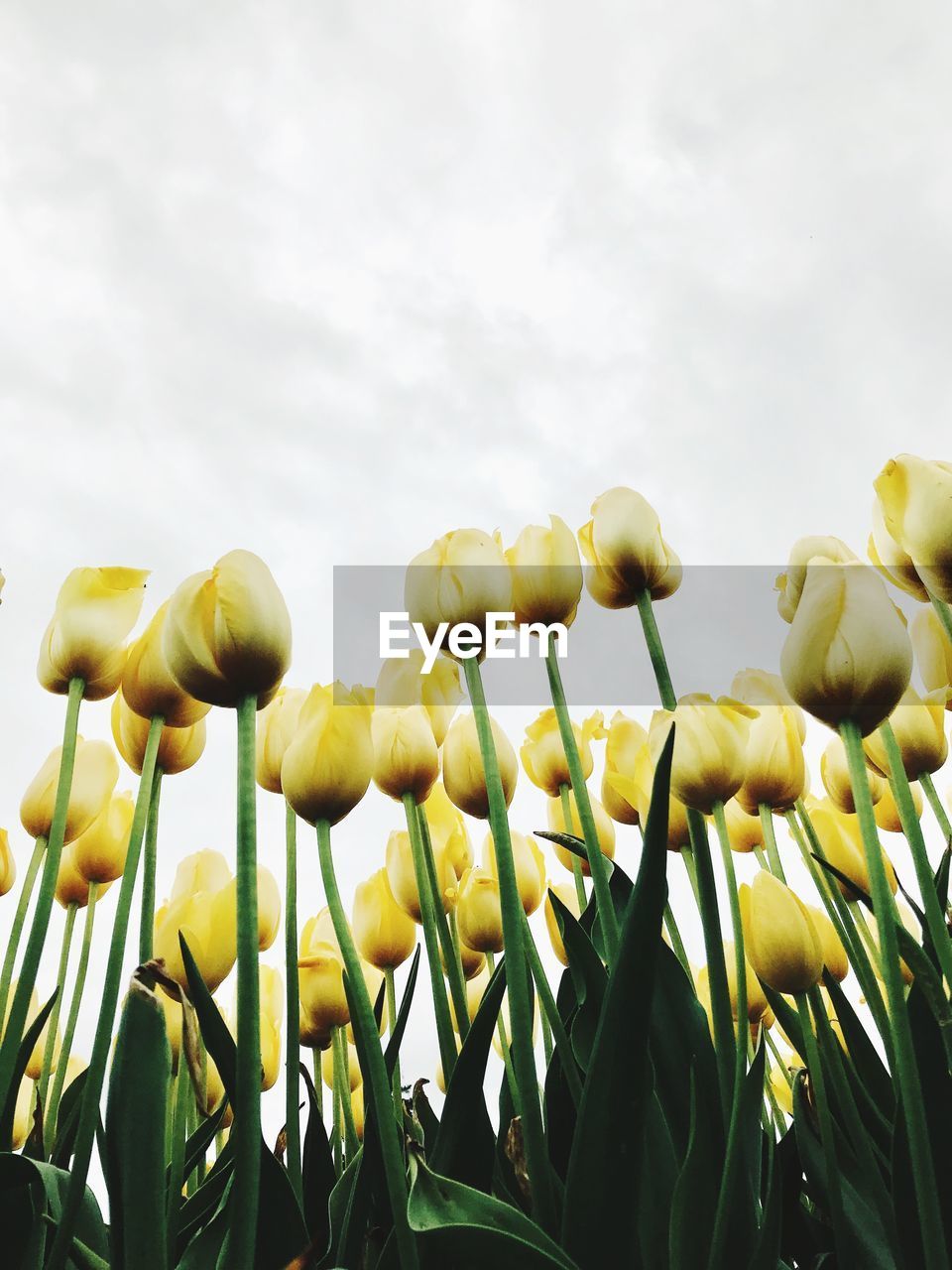 Low angle view of yellow flowering plants against sky