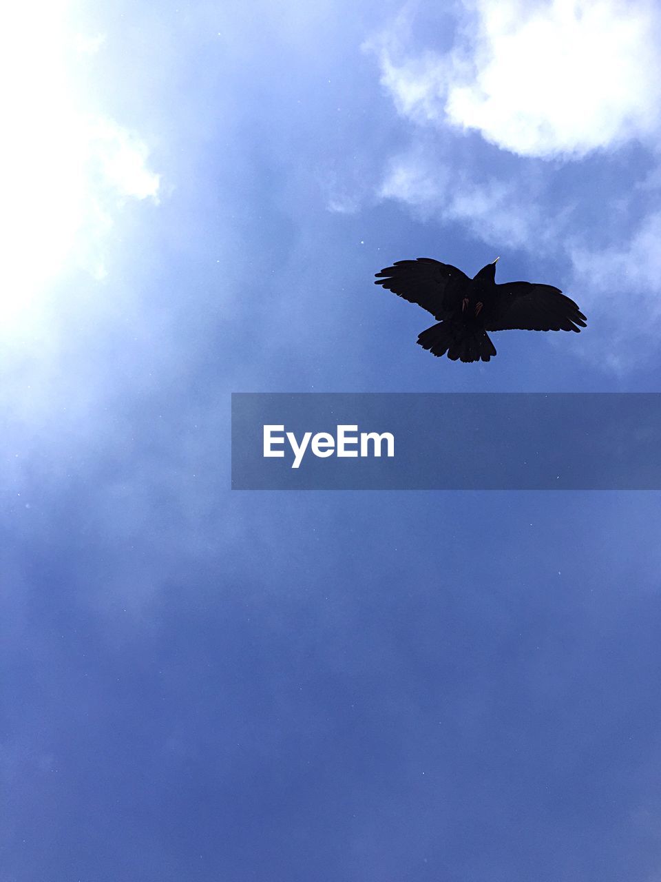 LOW ANGLE VIEW OF BIRDS FLYING IN SKY