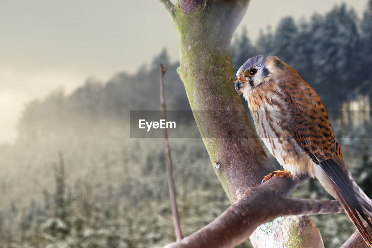 A young bird of the genus falcon sits on a tree in front of a winter forest. beautiful winter pictur