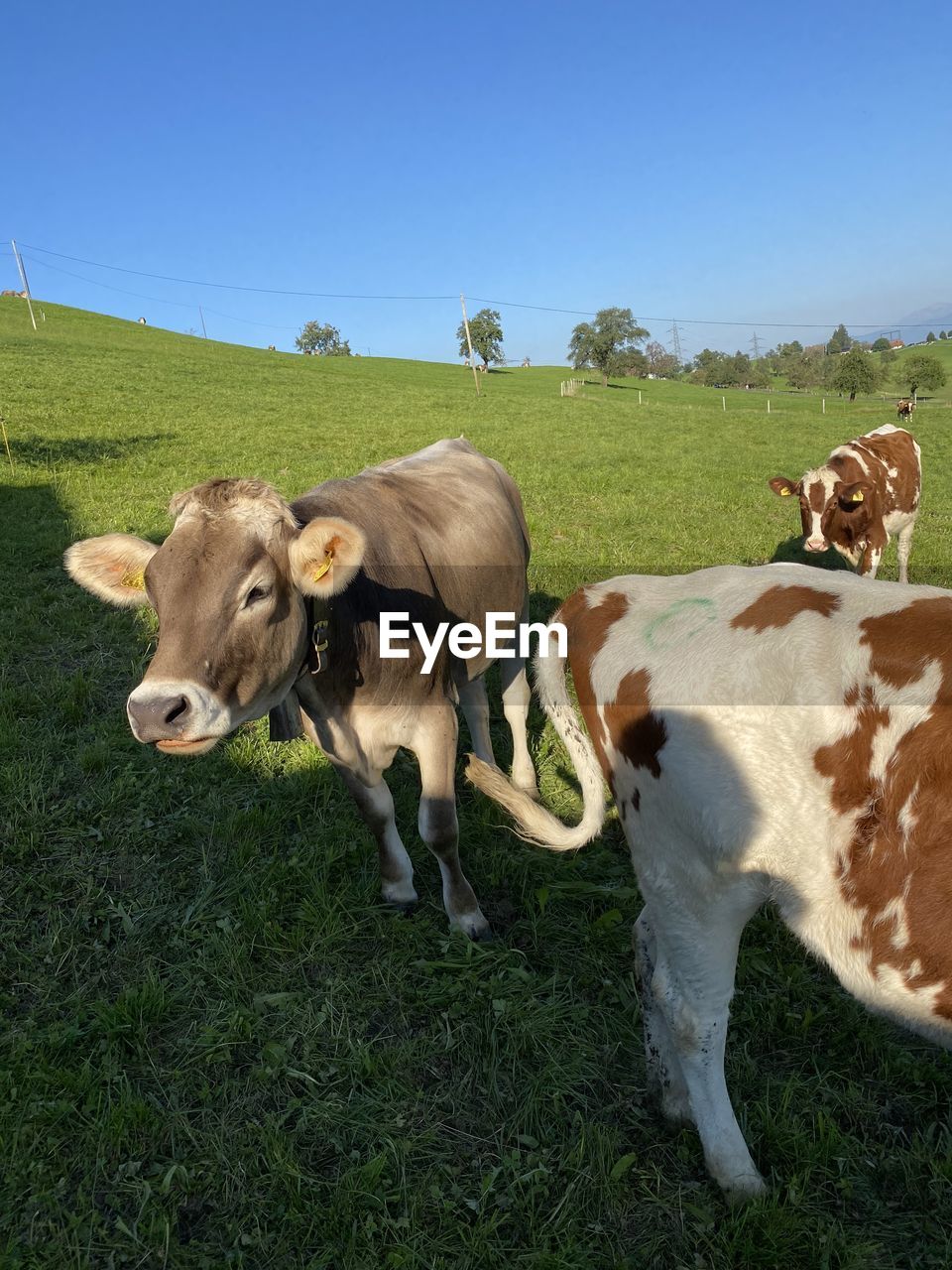 COWS ON FIELD