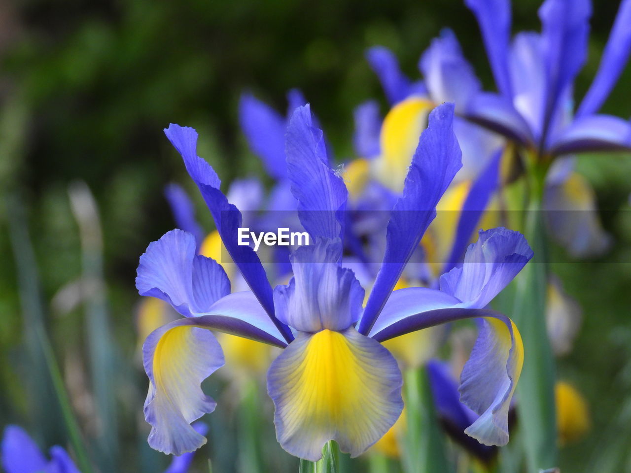 Close-up of purple and yellow iris