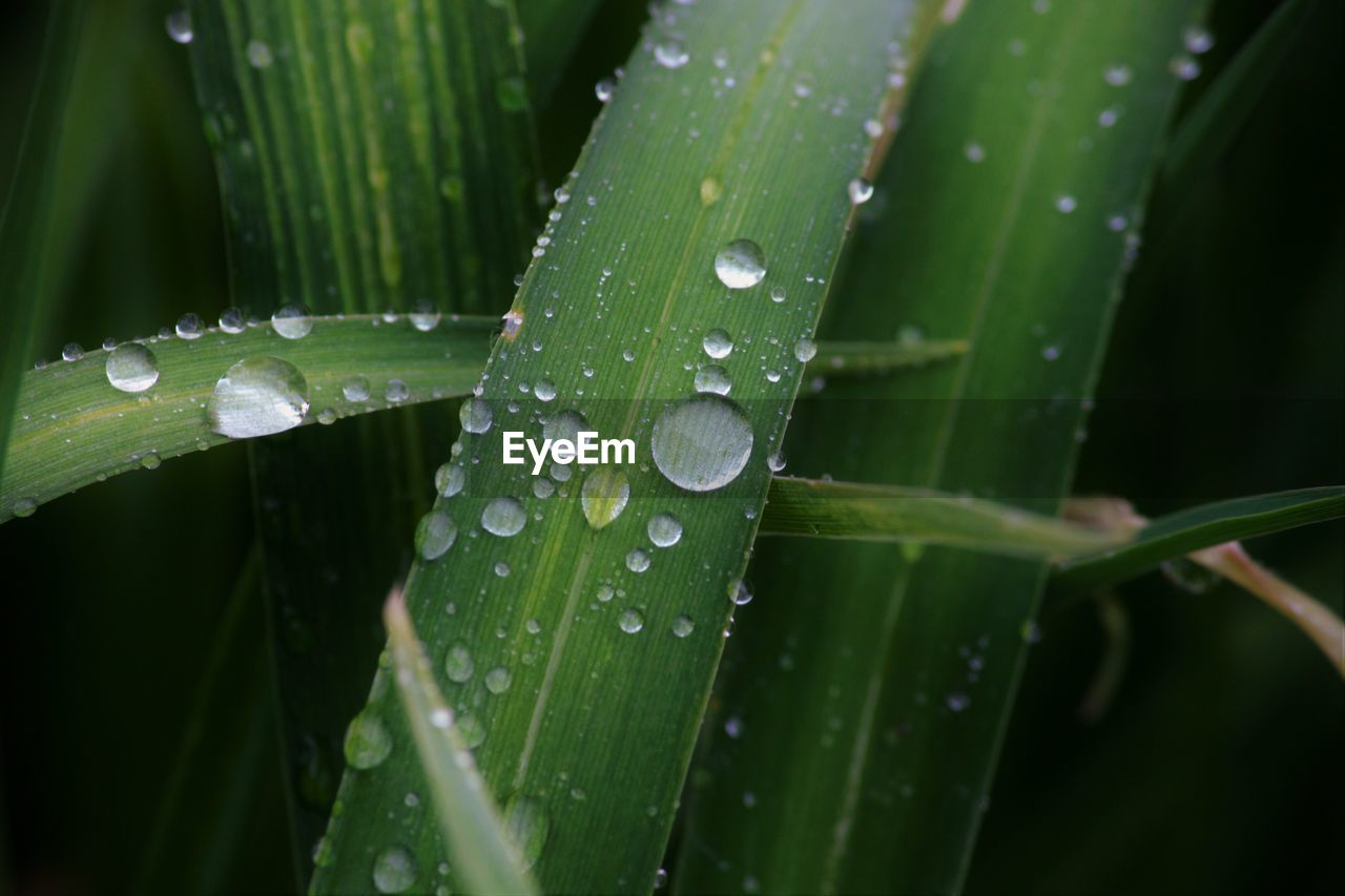 CLOSE-UP OF RAINDROPS ON LEAF