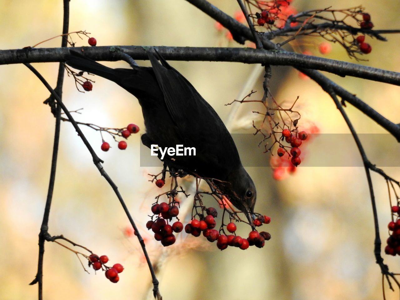 CLOSE-UP OF BERRIES ON BRANCH