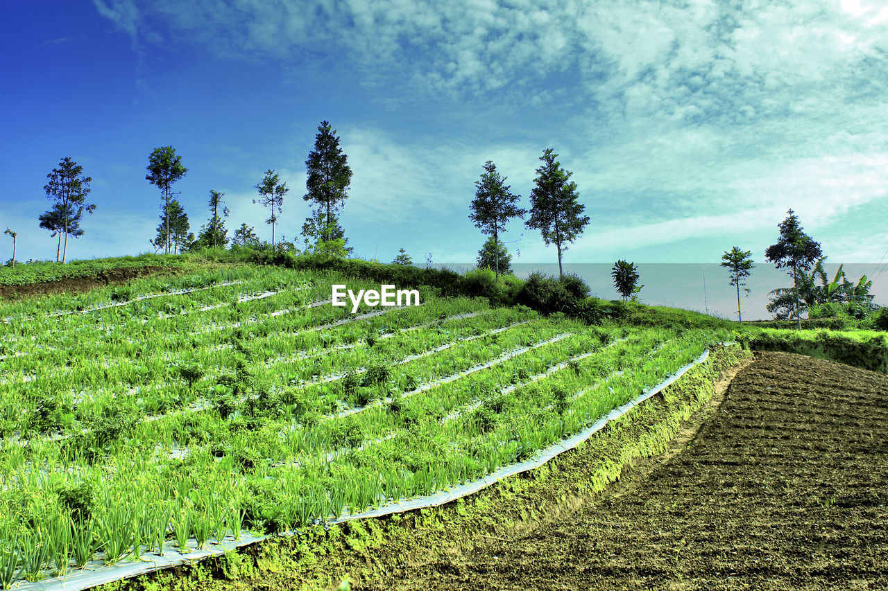 Scenic view of agricultural field against sky