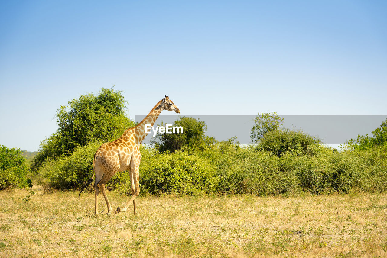 horse standing on field against clear sky