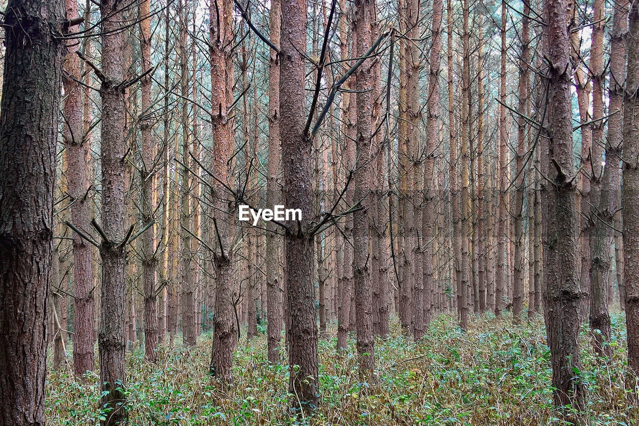 Pine trees in forest