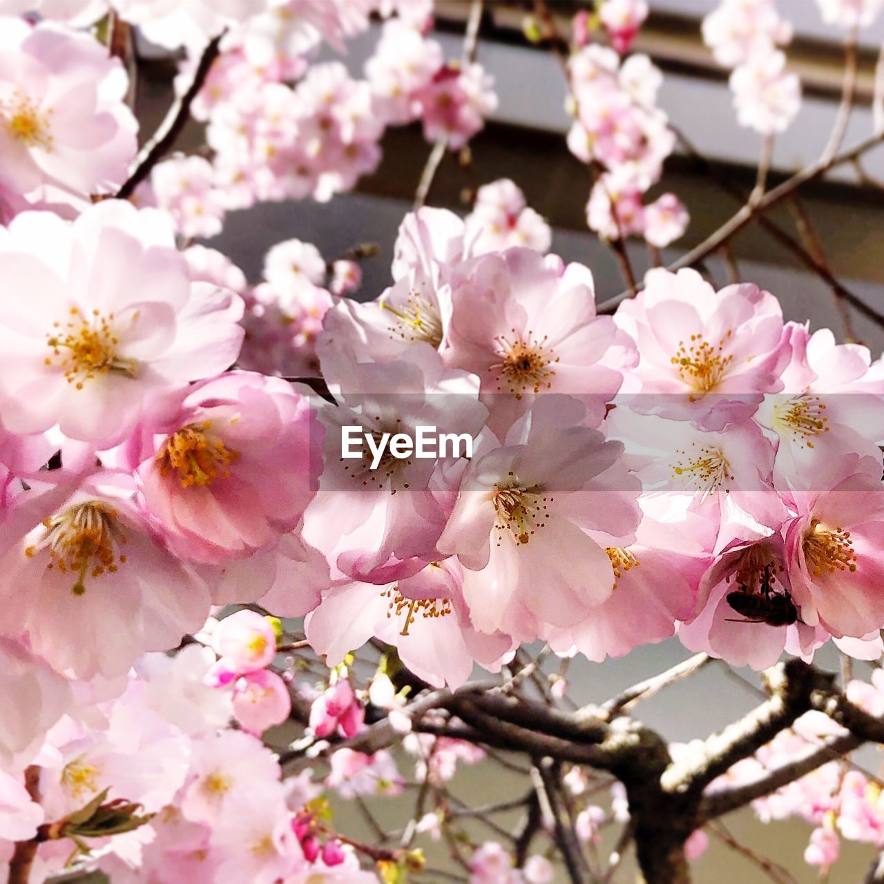 CLOSE-UP OF CHERRY BLOSSOM