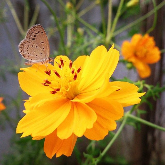 CLOSE-UP OF YELLOW FLOWERS