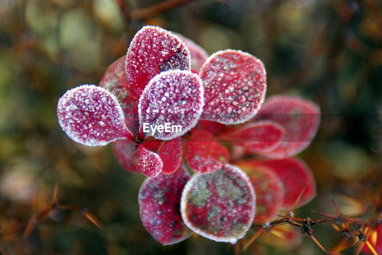 CLOSE-UP OF RED ROSE ON WATER