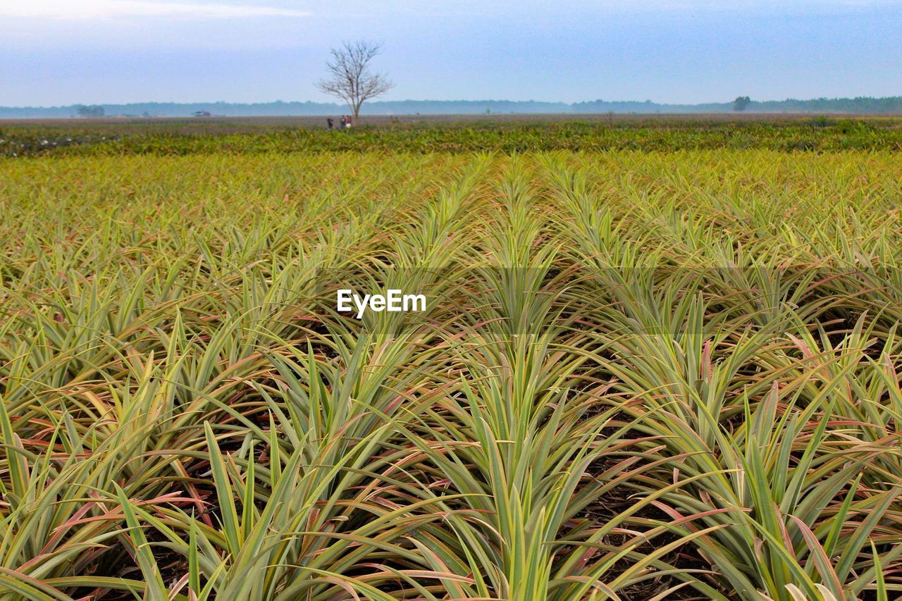 CLOSE-UP OF CORN FIELD