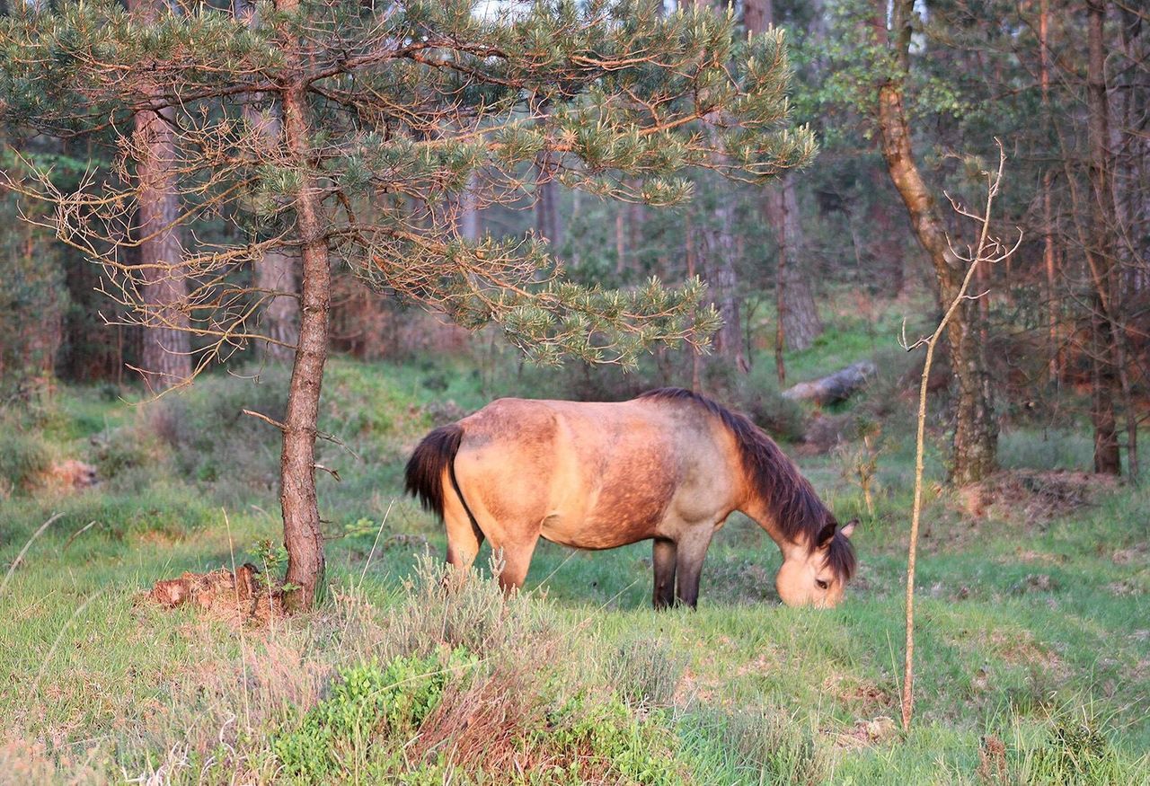 Side view of horse grazing on landscape