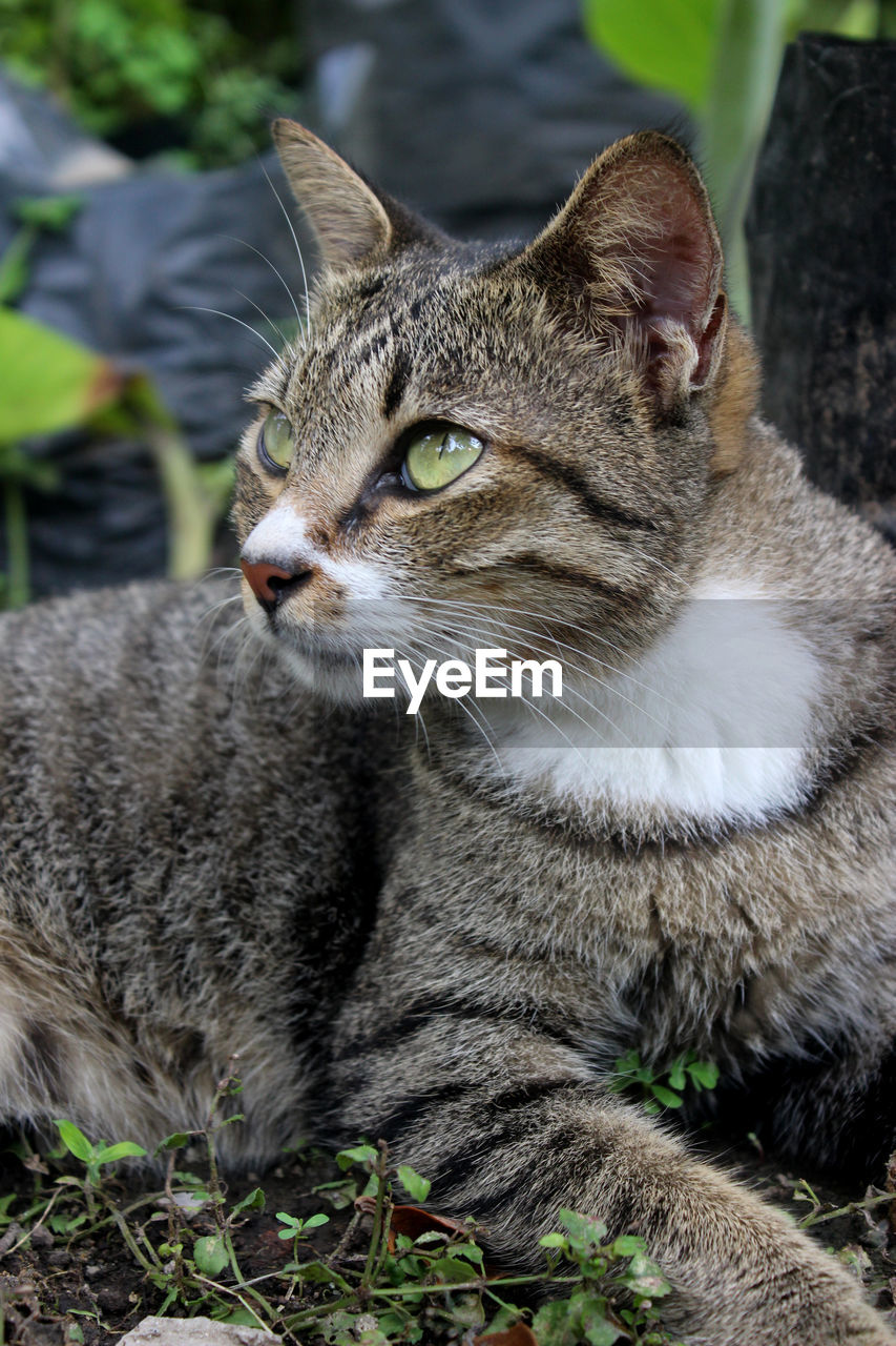 Close-up of a cat looking away