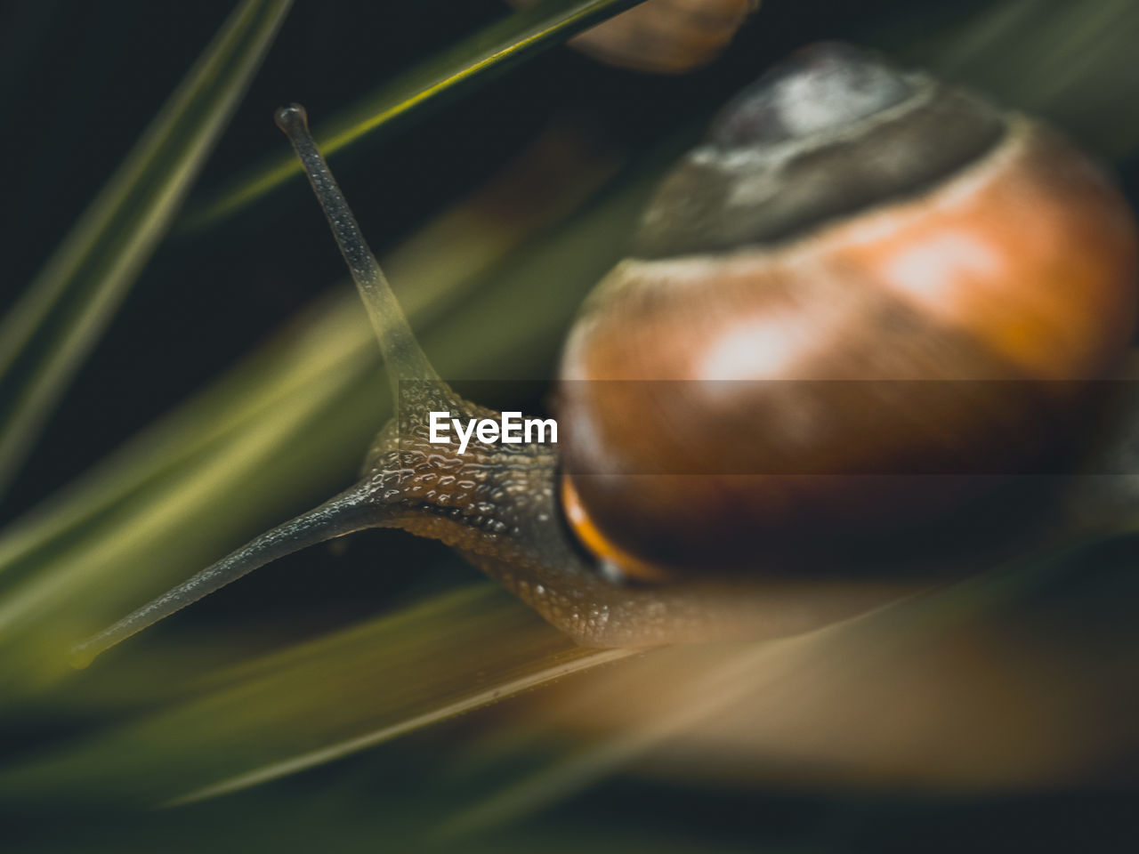 Close-up of snail in my garden 