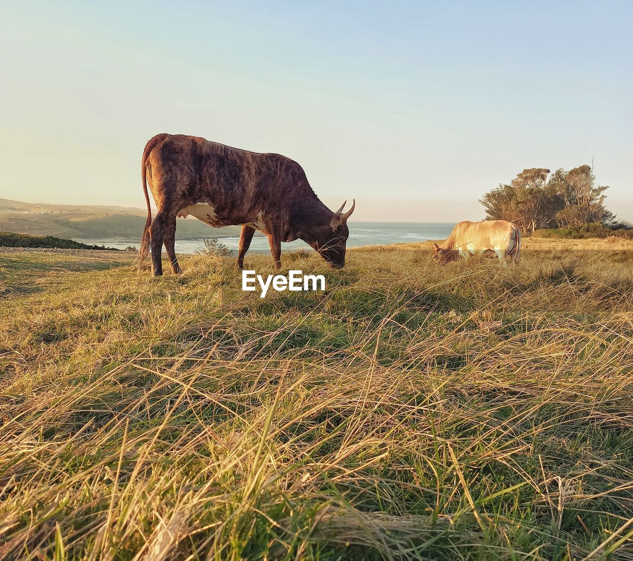 HORSE GRAZING IN FIELD