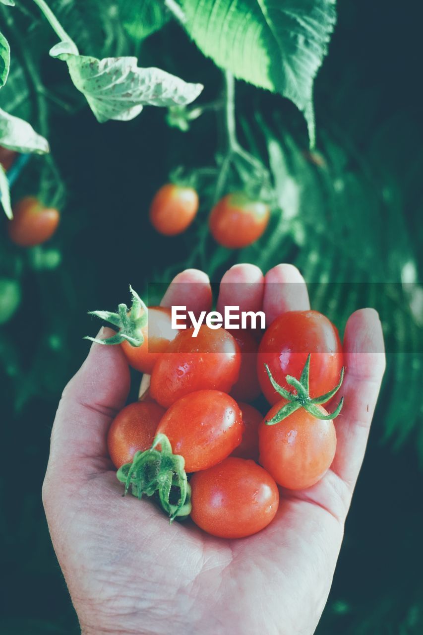 Close up of hand holding fresh picked organic tomatoes