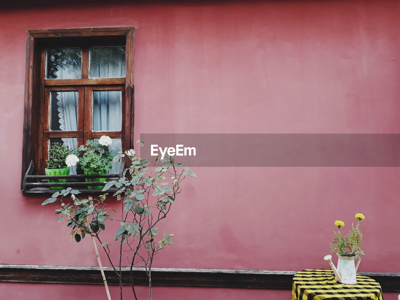 Potted plant against window of building