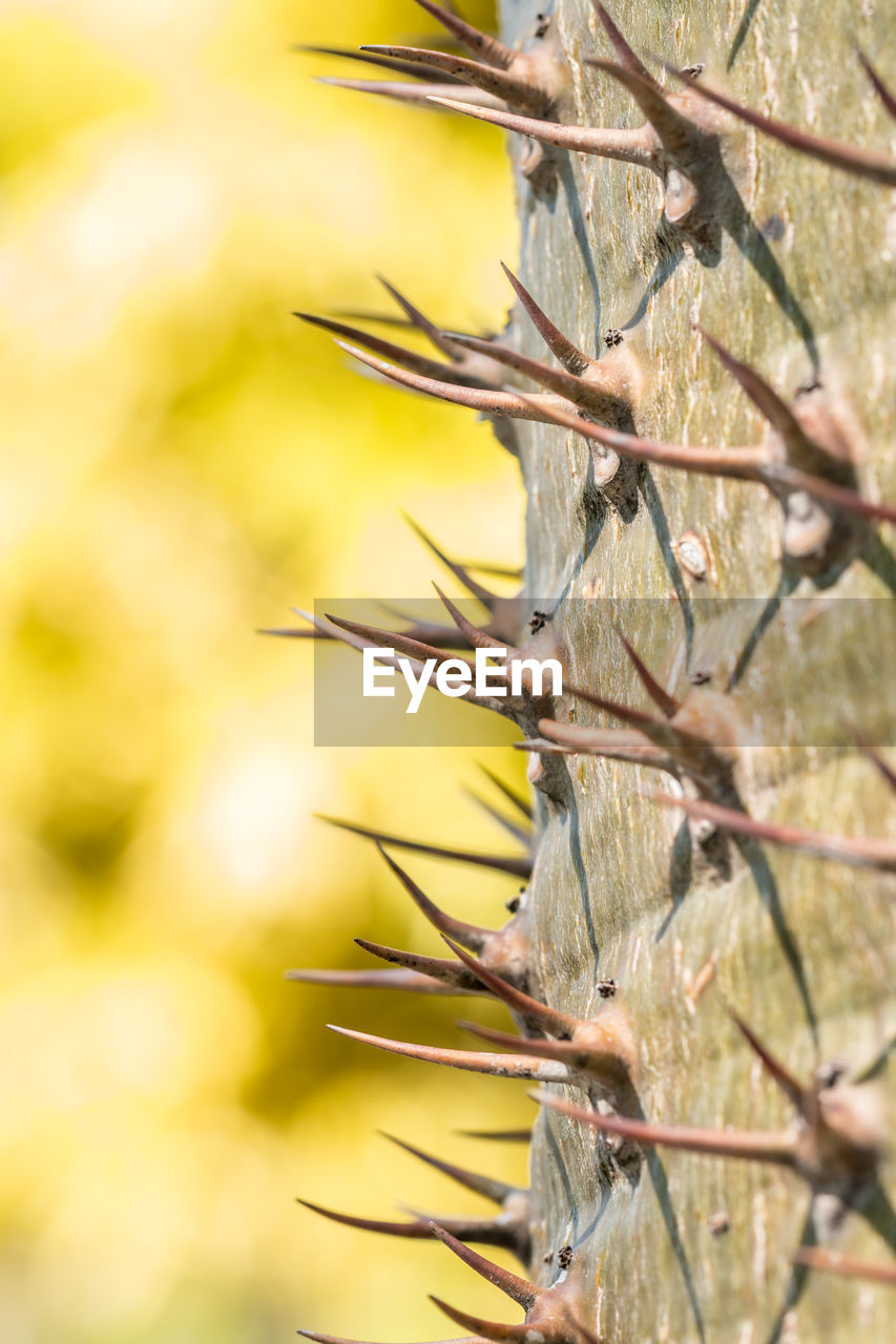 Close-up of tree branch