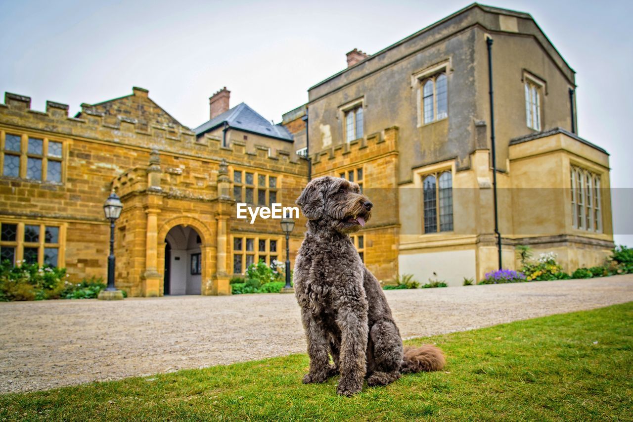 View of a dog sitting against building