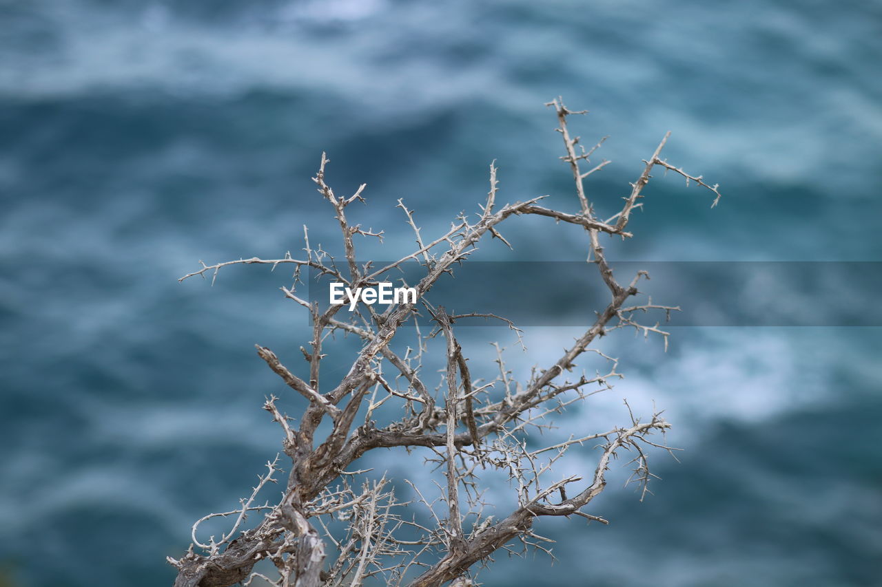 Close-up of frozen plant