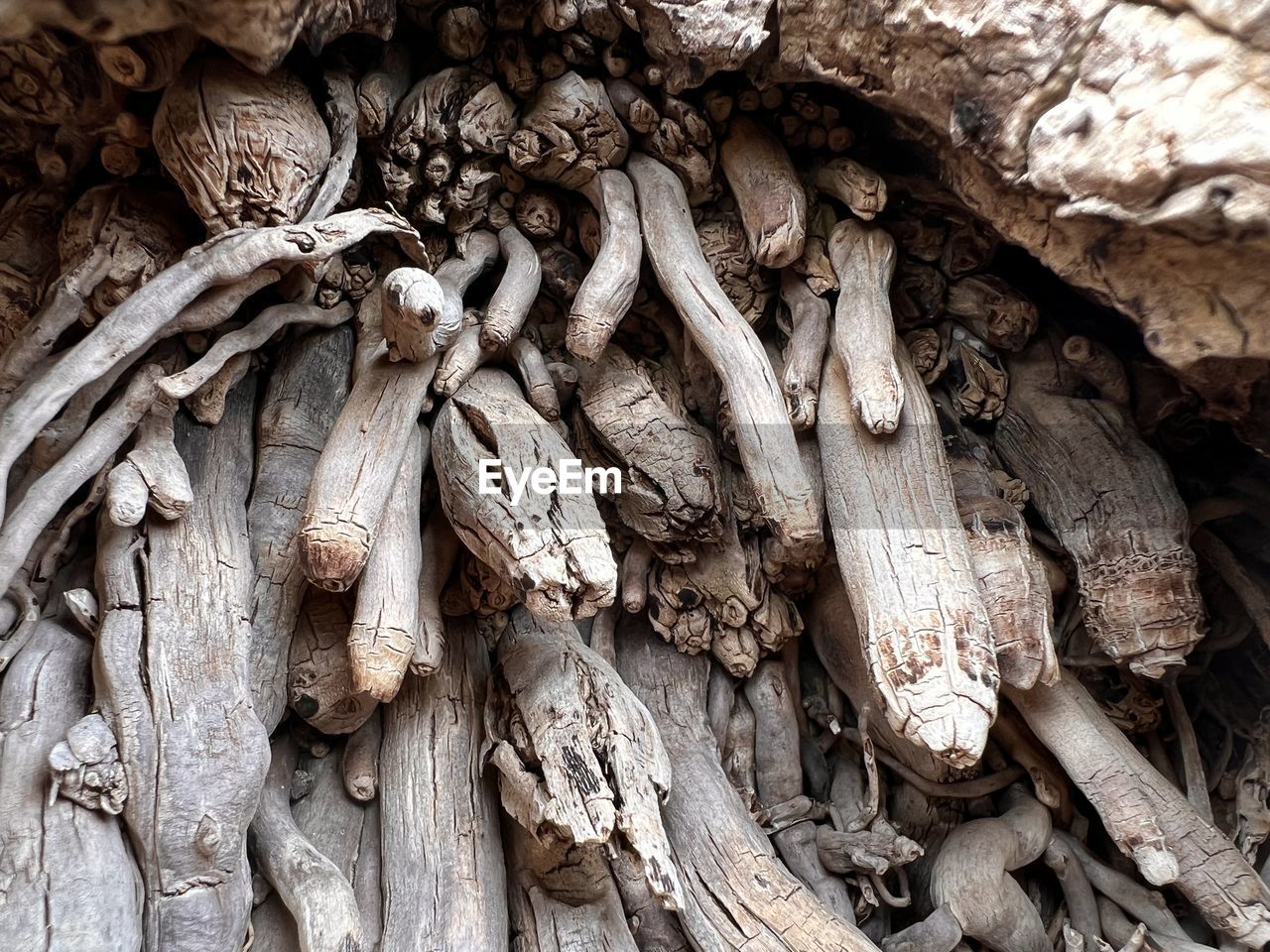 tree, wood, trunk, no people, branch, root, full frame, plant, leaf, day, backgrounds, close-up, nature, tree trunk, outdoors, textured, food, driftwood, abundance, pattern