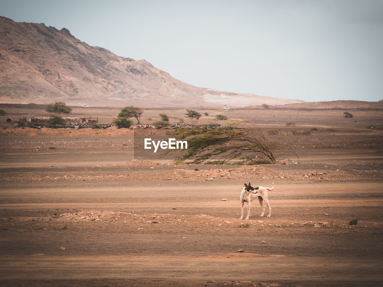 Dog in a desert landscape