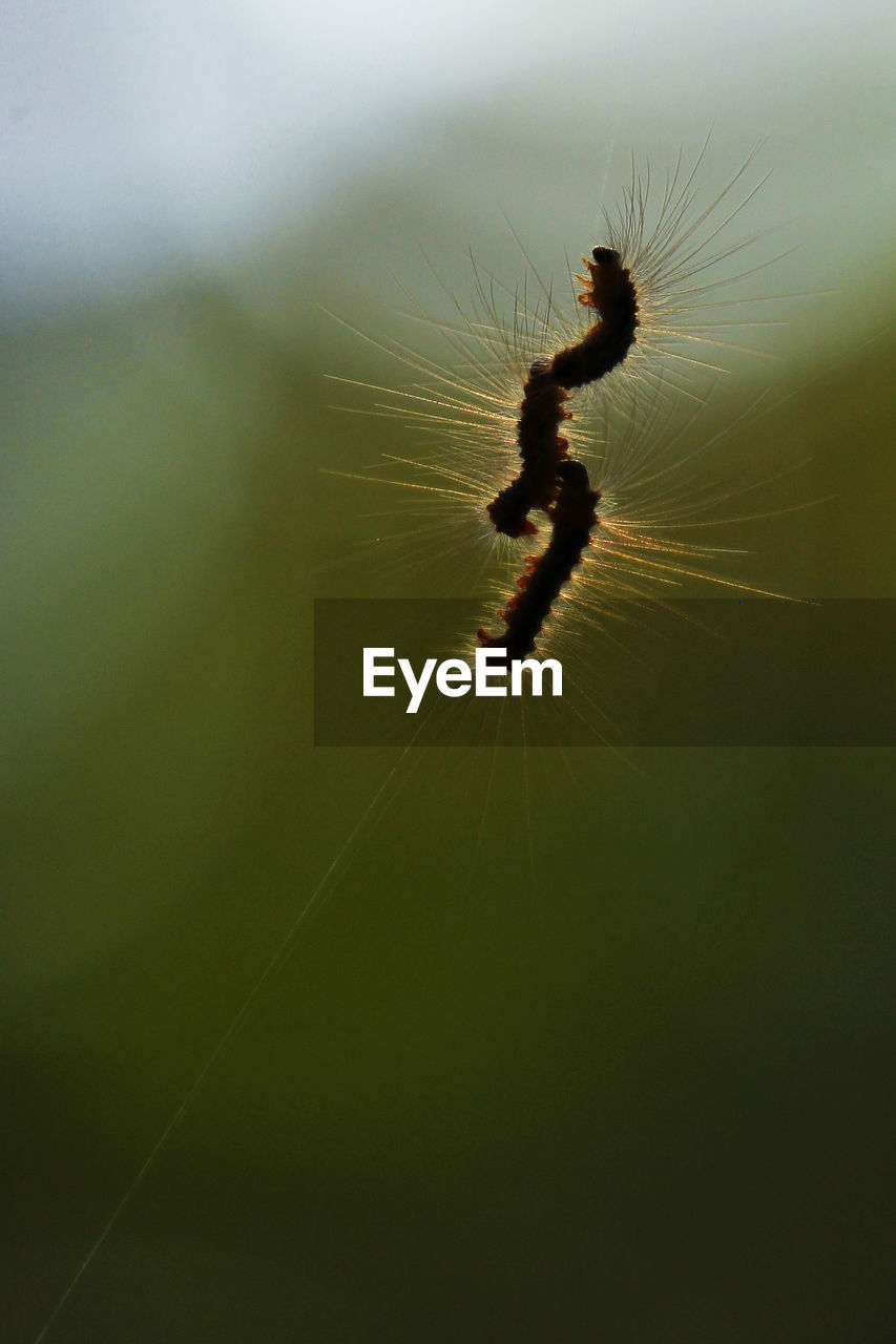 Close-up of insect on sunny day