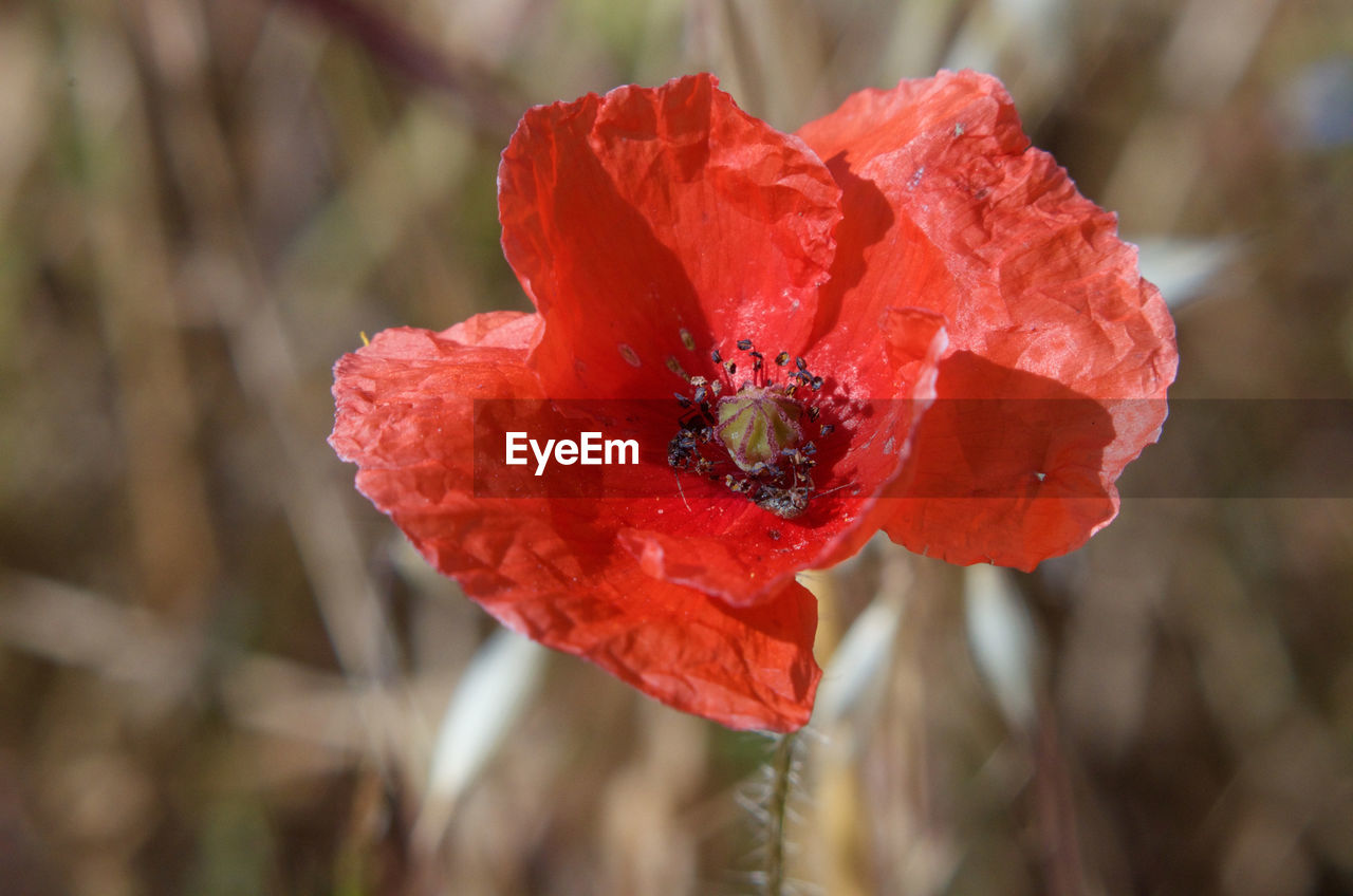 Close-up of red poppy flower