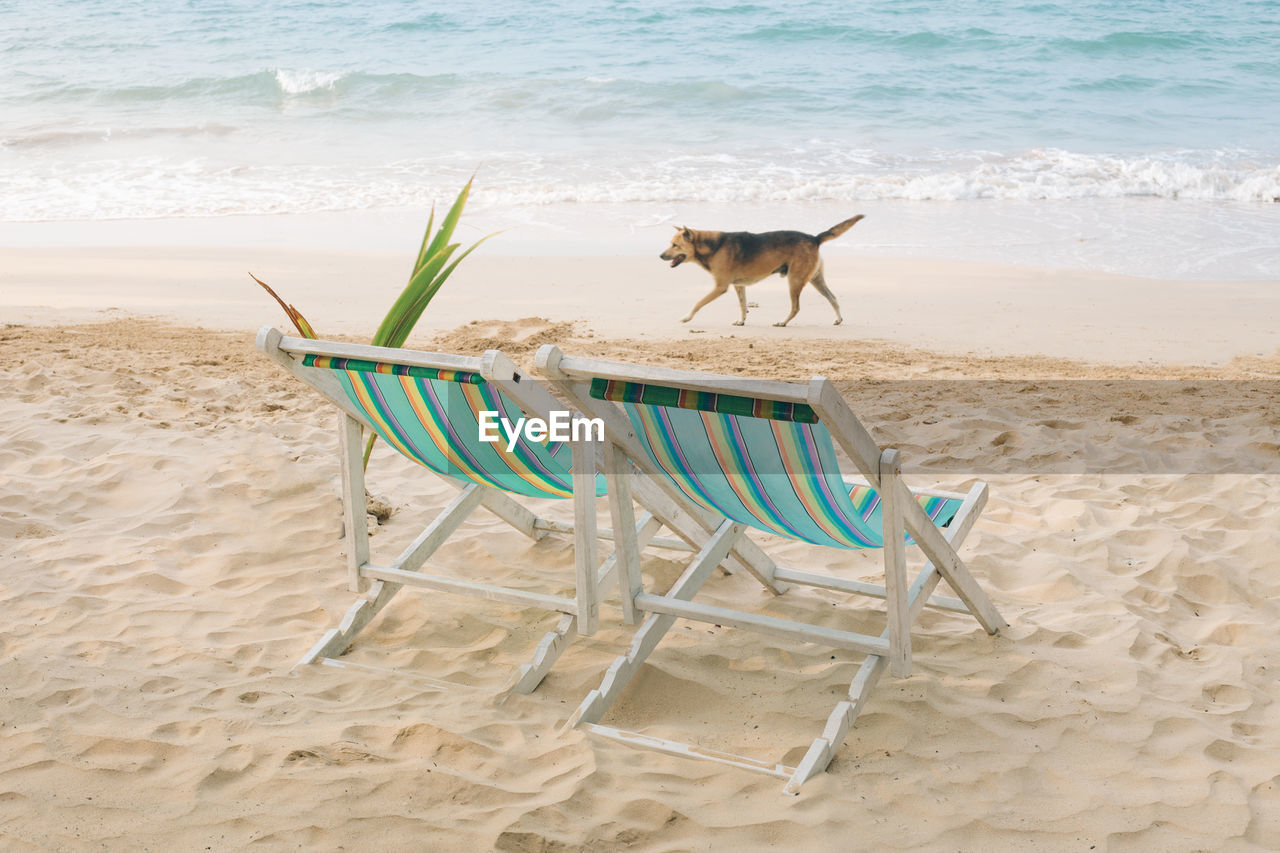 Dog walking by deck chairs on shore at beach