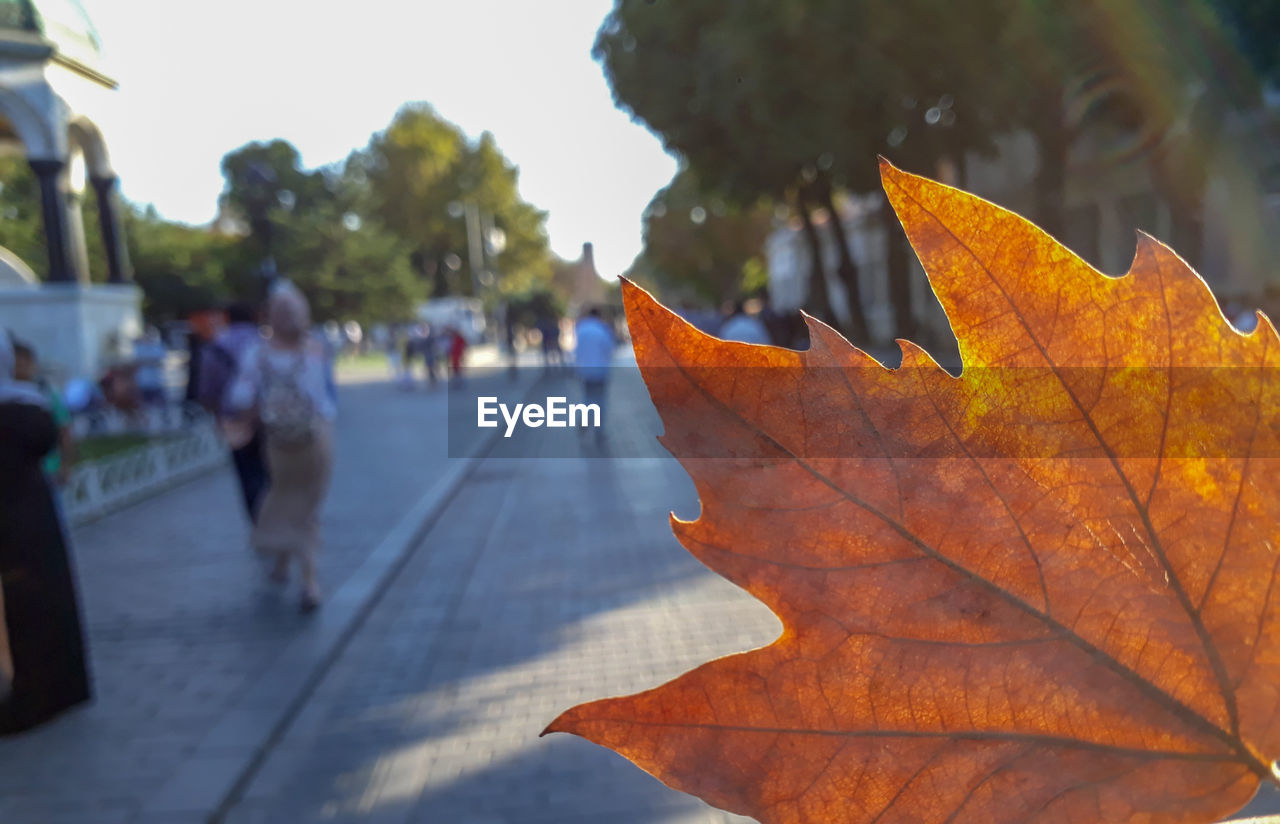 Cropped of autumn leaf against people walking on street in city