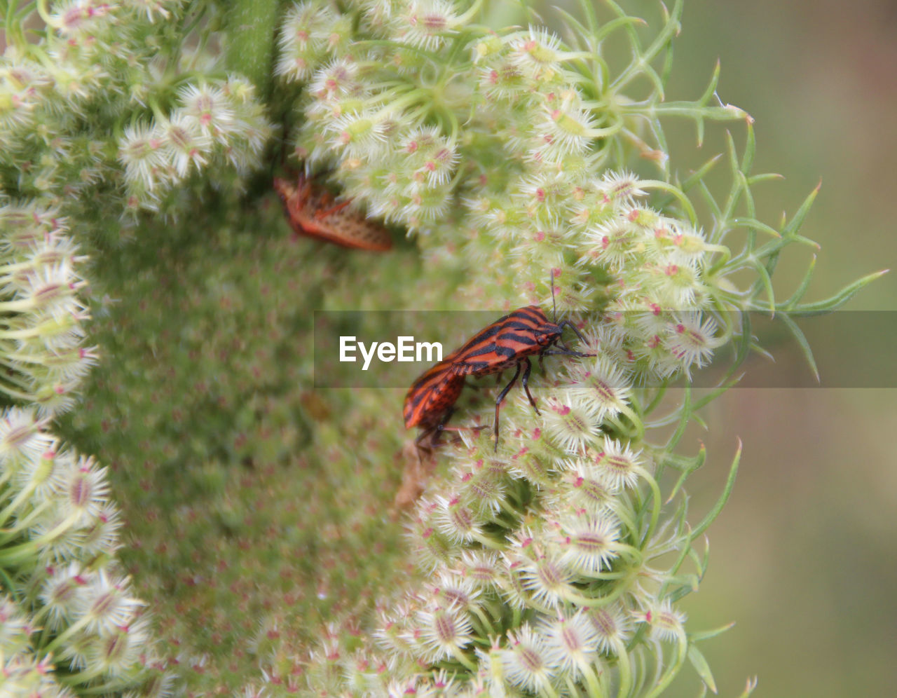 Close-up of  beetle on flower