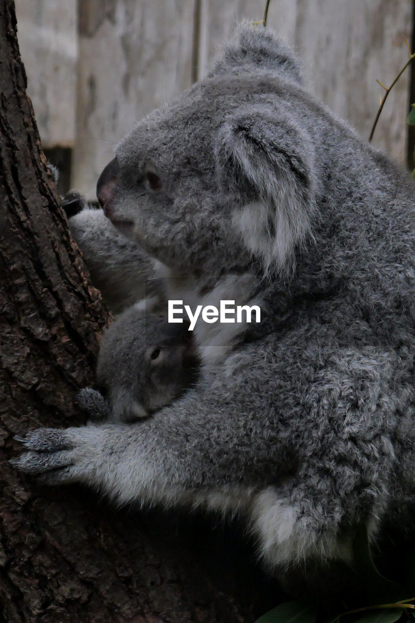 animal themes, animal, mammal, animal wildlife, koala, wildlife, tree, no people, group of animals, relaxation, nature, tree trunk, sleeping, trunk, cute, two animals, day, outdoors, close-up, focus on foreground, plant, branch, togetherness, resting, young animal