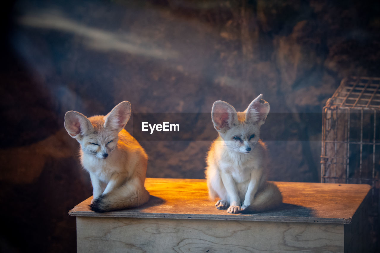 Portrait of fennec sitting on wood