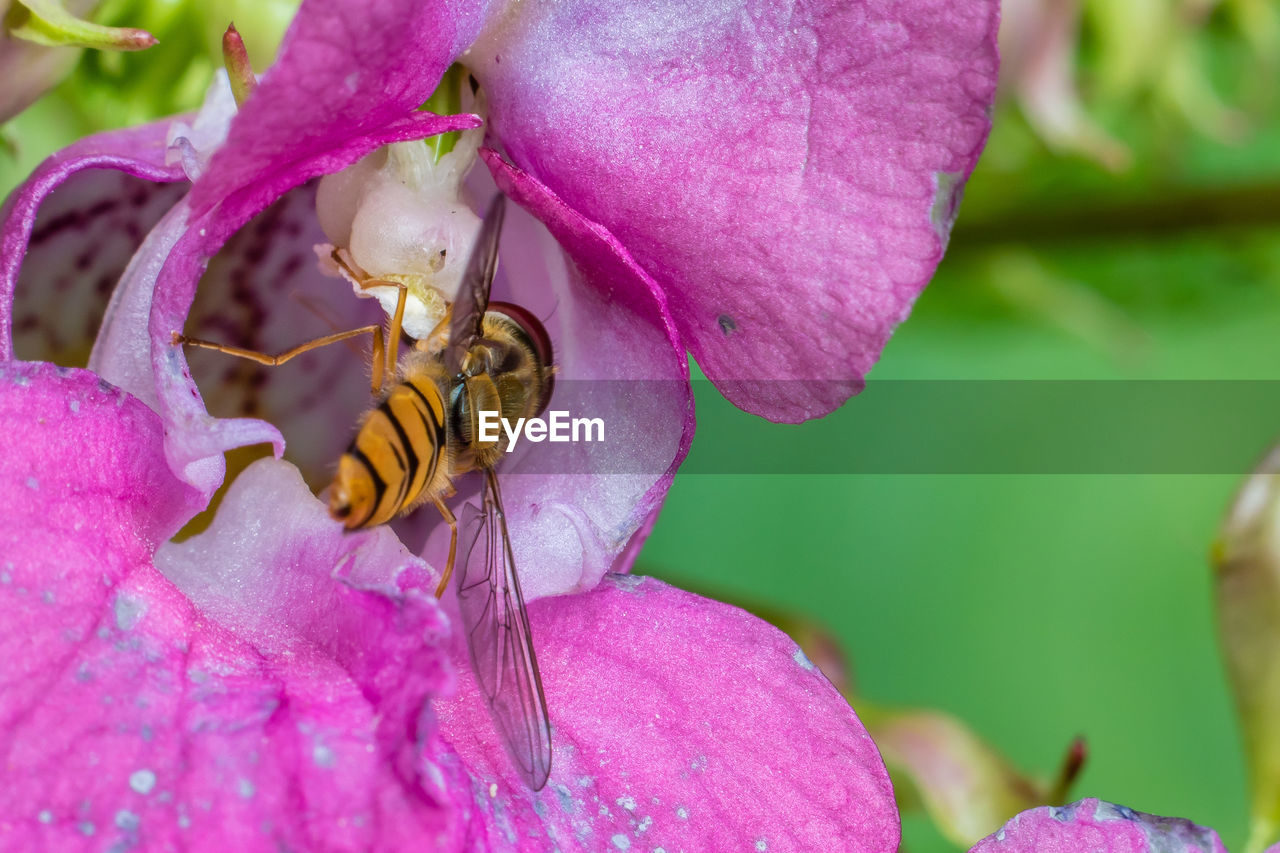 Close-up of honey bee in pink orchid flower