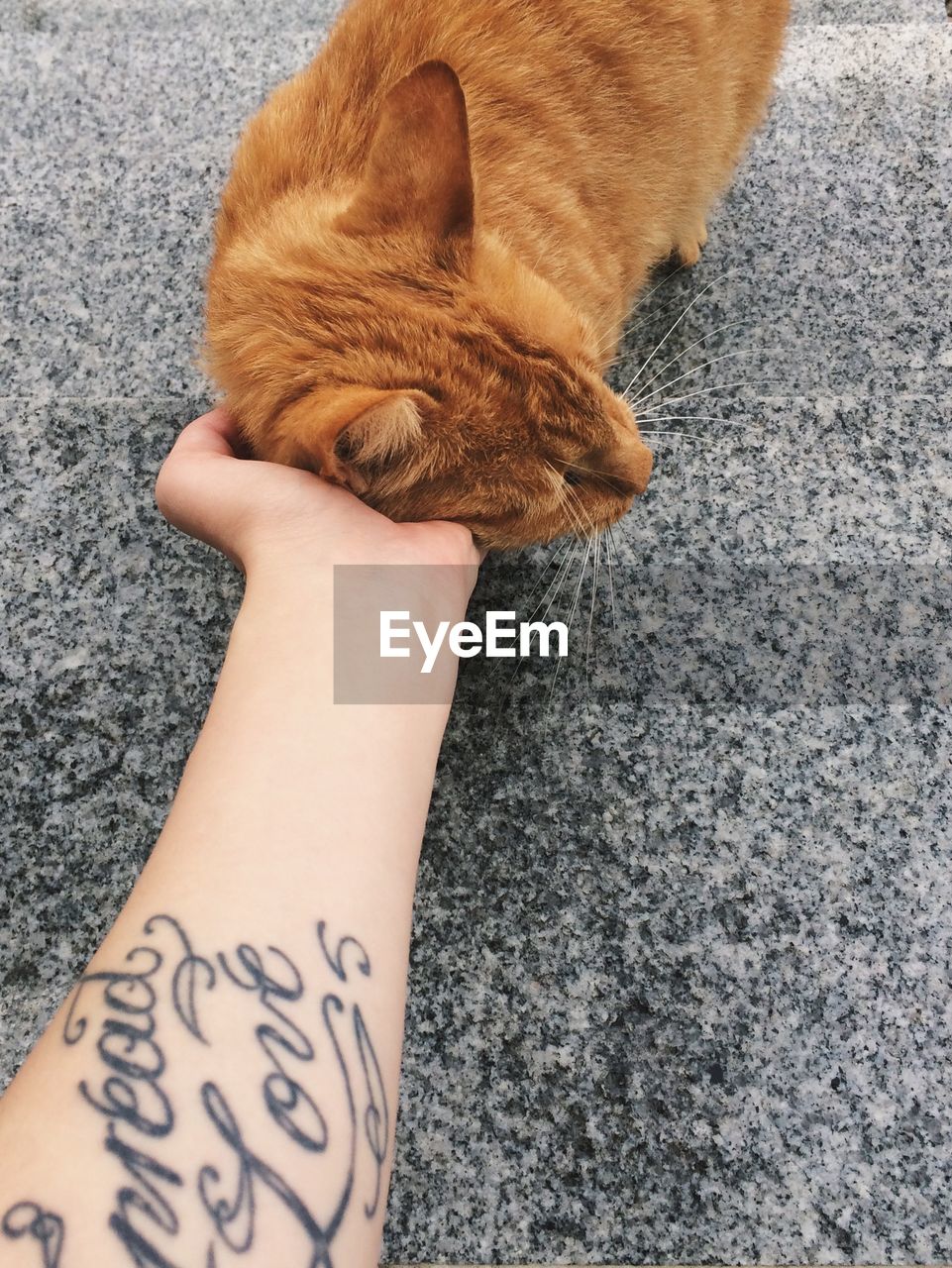 Cropped hand of woman stroking ginger cat