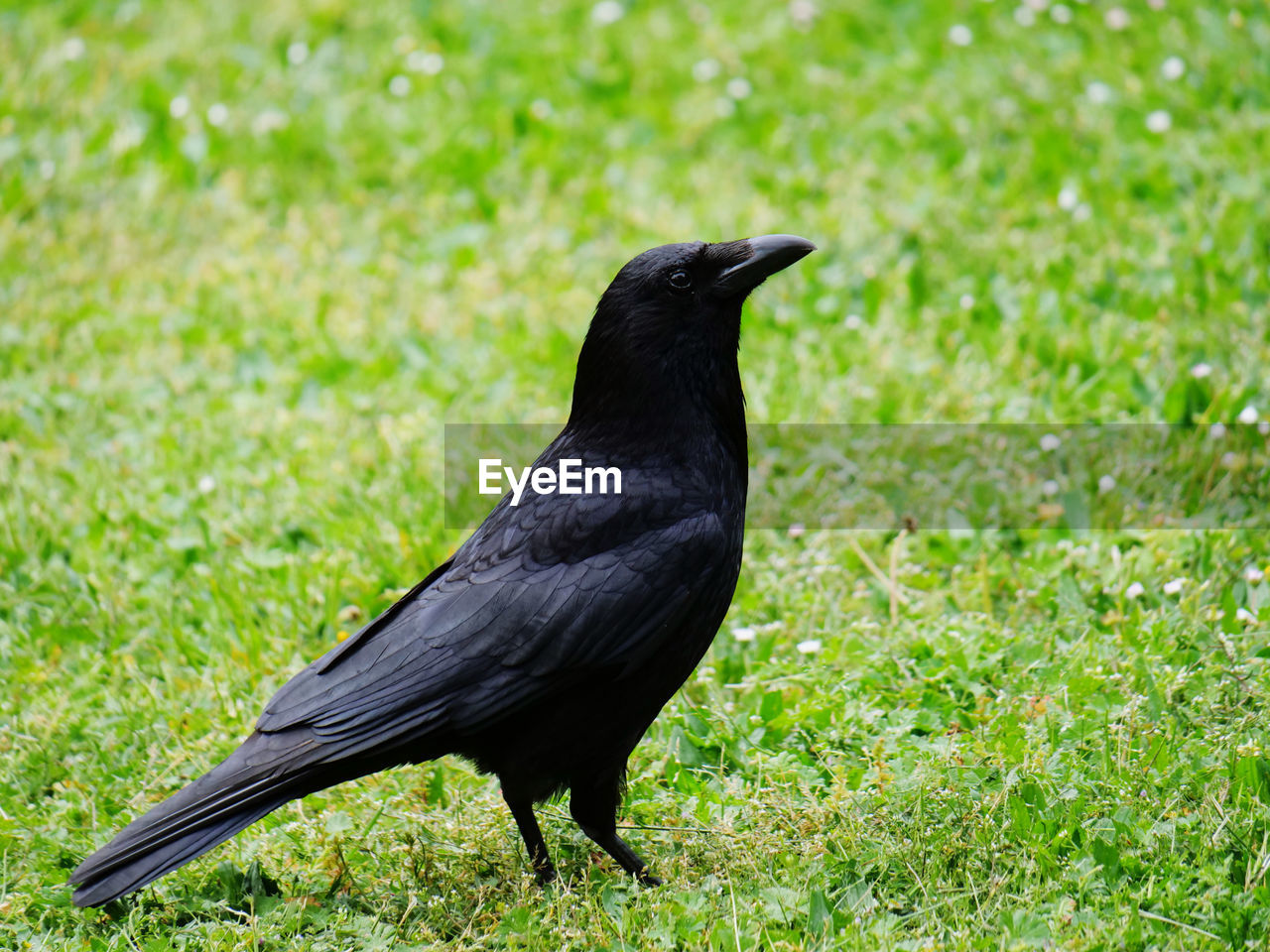 BLACK BIRD ON FIELD