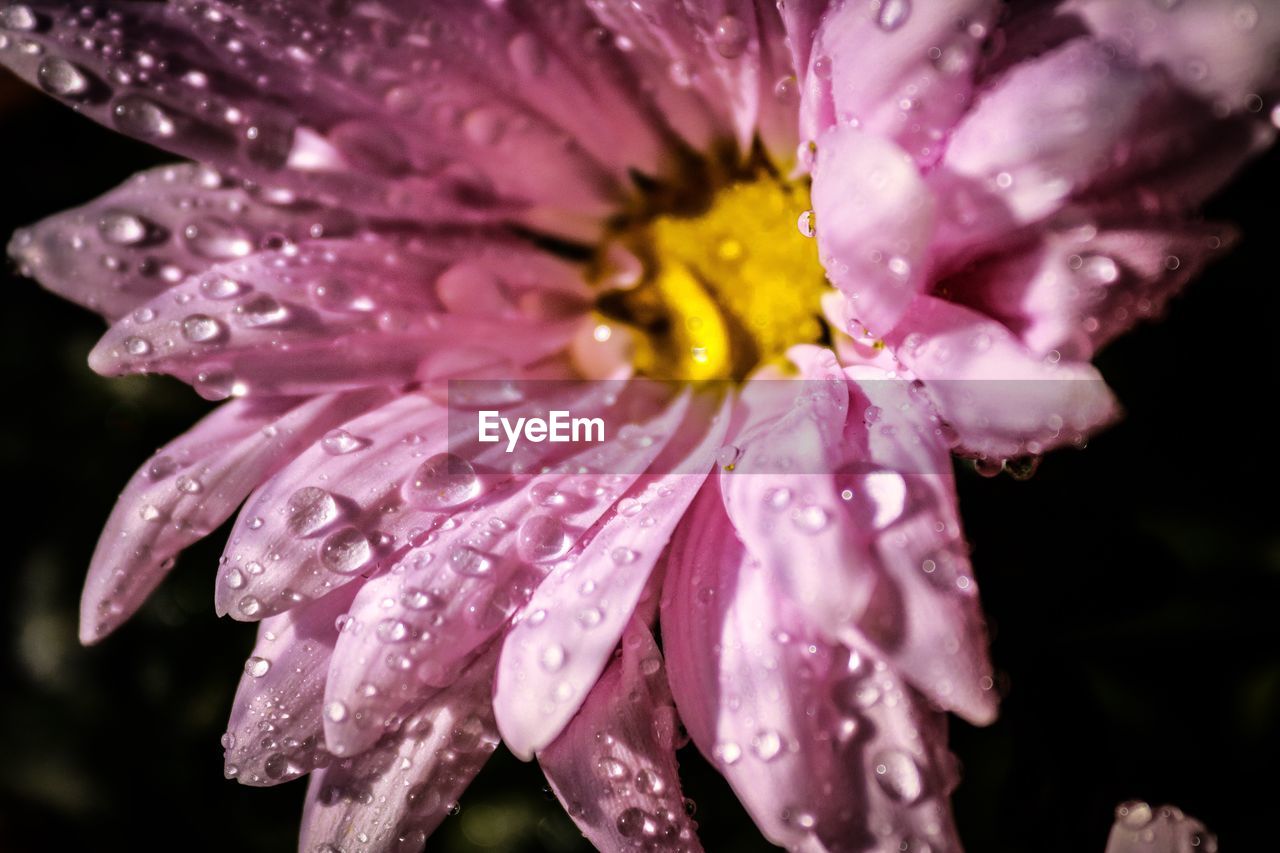 Close-up of wet purple flower