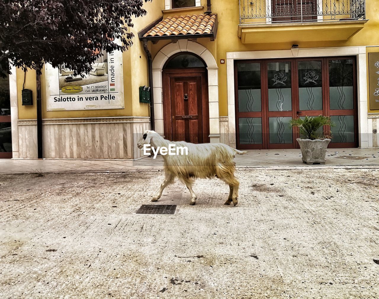 DOG ON HOUSE