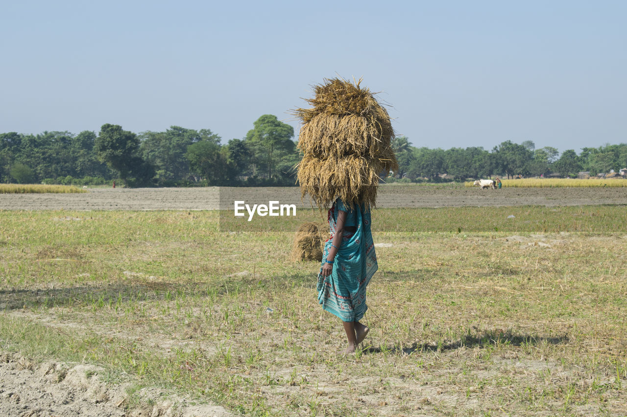 Woman farmer  carrying load of rice paddy after harvest