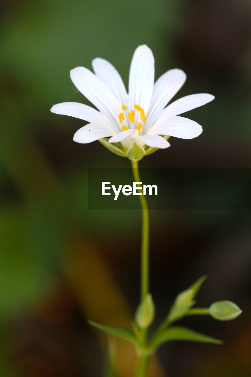 CLOSE-UP OF WHITE ROSE FLOWER