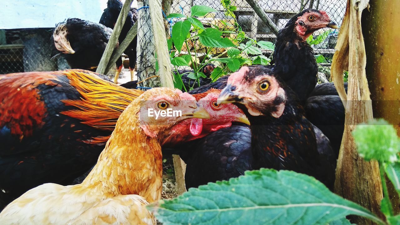 CLOSE-UP OF BIRDS