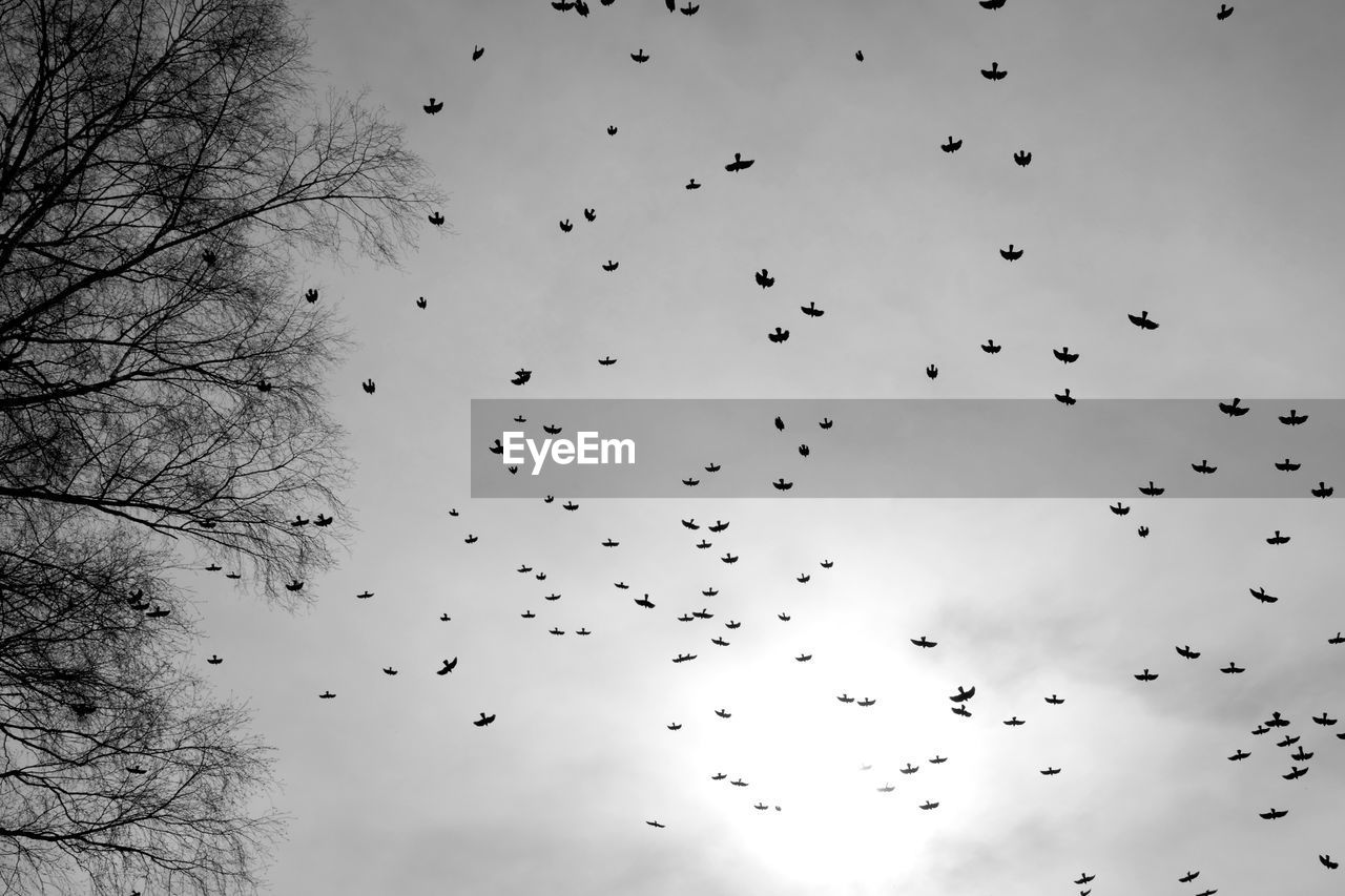 FLOCK OF BIRDS FLYING IN SKY