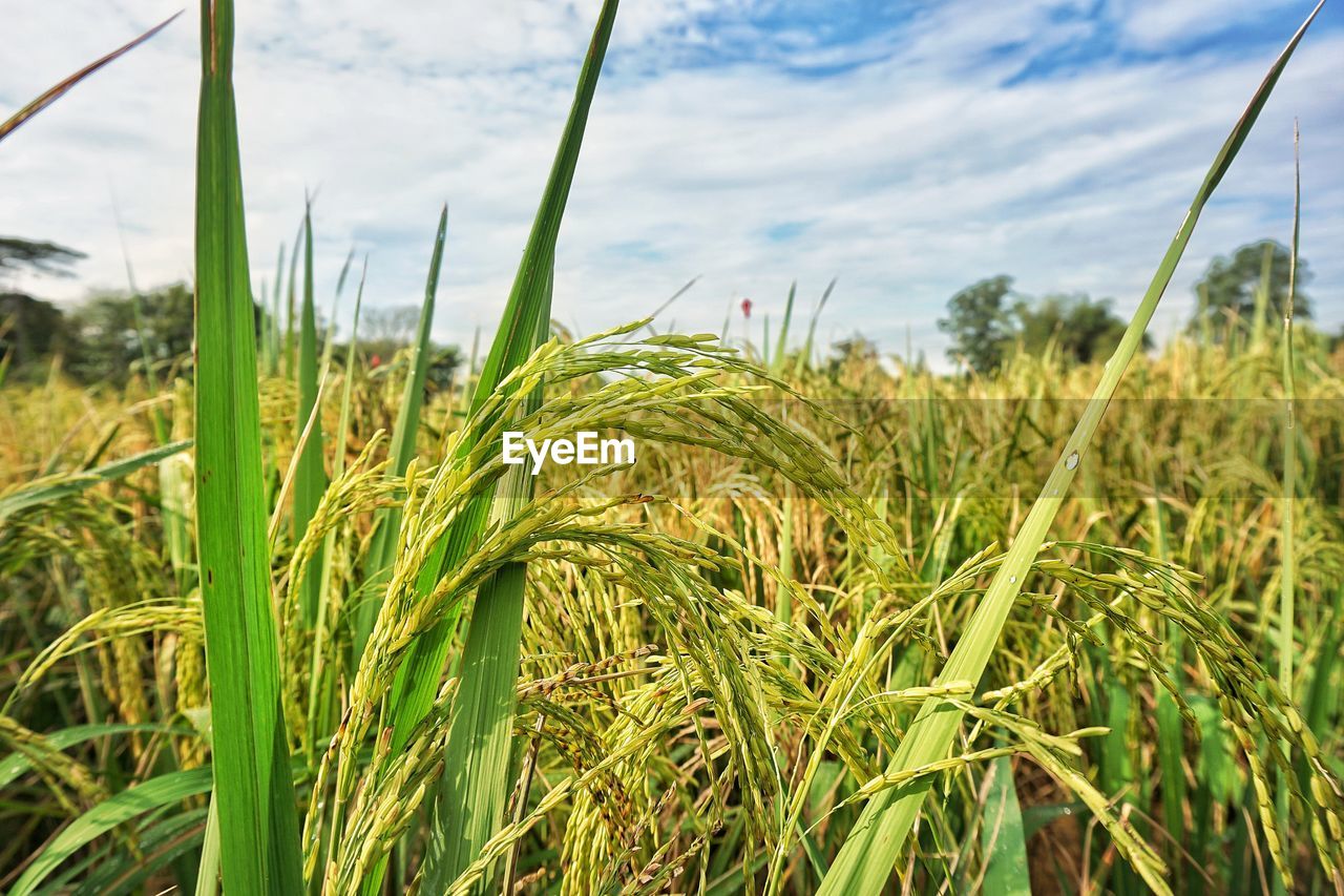 CLOSE-UP OF STALKS AGAINST SKY