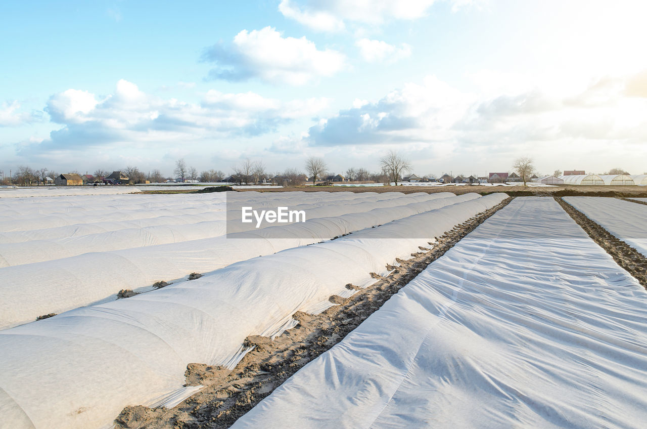 A farm field covered with a spunbond spunlaid nonwoven to protect potato plants 