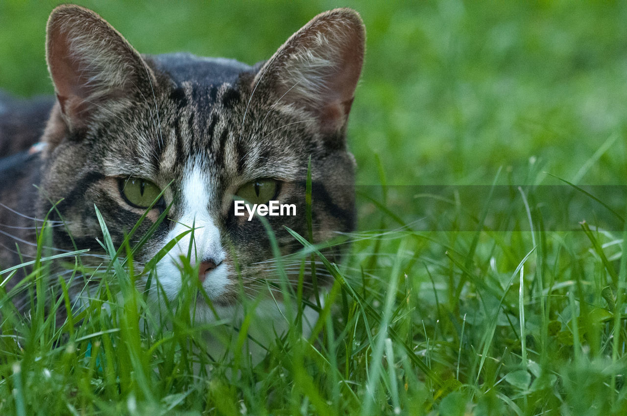 CLOSE-UP PORTRAIT OF CAT RELAXING ON GRASS