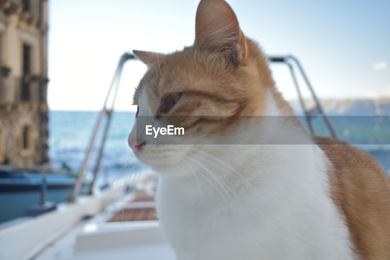animal, animal themes, mammal, pet, one animal, domestic animals, cat, feline, domestic cat, water, whiskers, sky, nose, nautical vessel, no people, sea, animal body part, looking, ship, small to medium-sized cats, focus on foreground, nature, day, felidae, relaxation, window, close-up, transportation, mode of transportation, sailboat, looking away, animal head, outdoors, side view