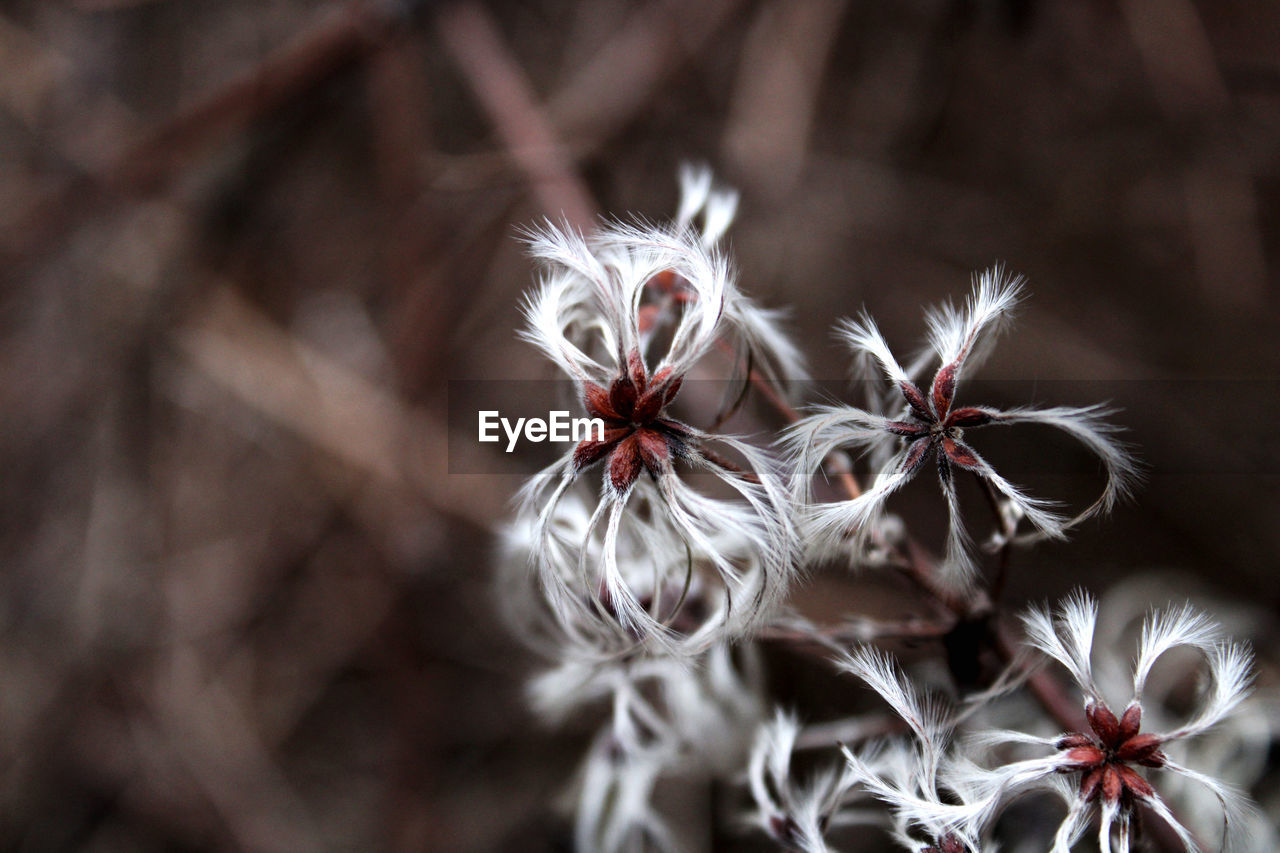 Close-up of white dandelion flower