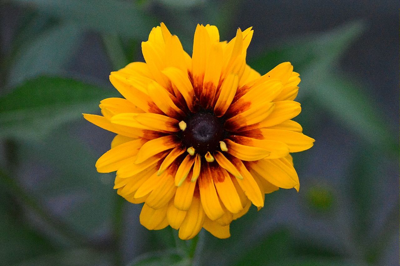 Close-up of yellow flower against blurred background